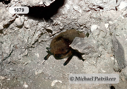 Kuhl's Pipistrelle (Pipistrellus kuhlii)